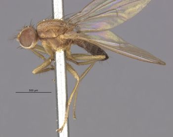 Media type: image;   Entomology 13417 Aspect: habitus lateral view